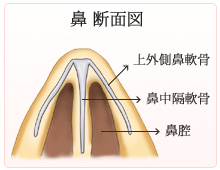 鼻の断面図