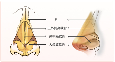 鼻の構造