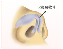 大鼻翼軟骨の図