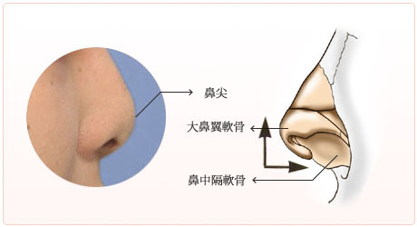 短い鼻や低い鼻の構造