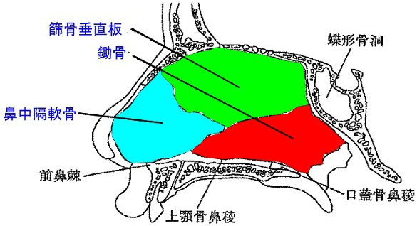 鼻中隔延長って結局何なの！？Part1 – 美容整形・美容外科ならヴェリテクリニック